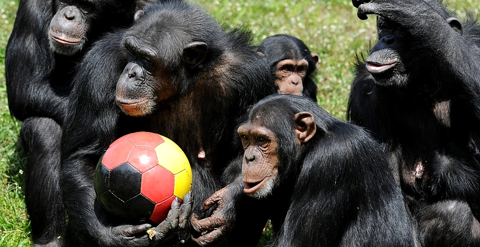 Brevetele acordate de autorităţile europene pentru cimpanzeii modificaţi genetic stârnesc controverse