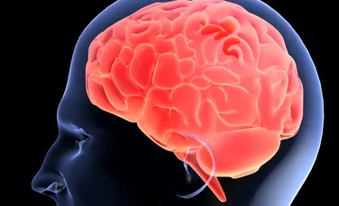 Cum afectează stresul structura creierului