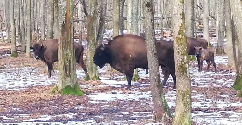 O turmă de zimbri cu un pui, filmată în pădurile din Neamț