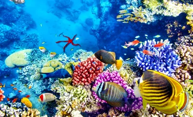 Un film antisolar ar putea salva Marea Barieră de Corali