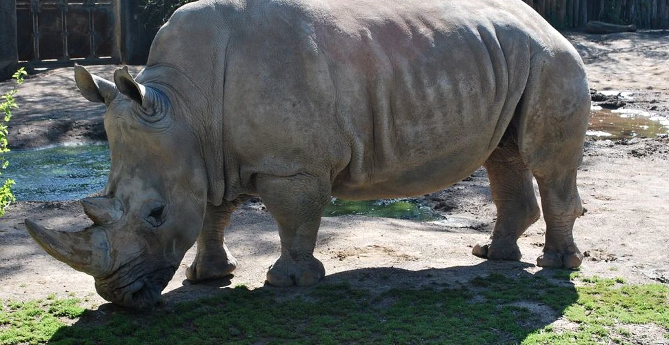 Sudan, ultimul mascul dintr-o specie rară de rinoceri albi, ar putea fi salvat cu ajutorul Tinder, celebrul site de dating