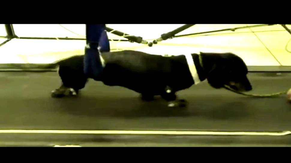 „Superputerile” celulelor stem: un câine paralizat poate merge din nou (VIDEO)