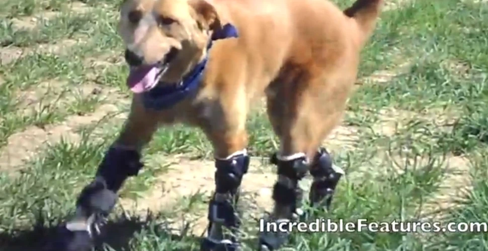 Naki’o, primul câine cu proteze în locul picioarelor, se bucură din nou de viaţă! (VIDEO)