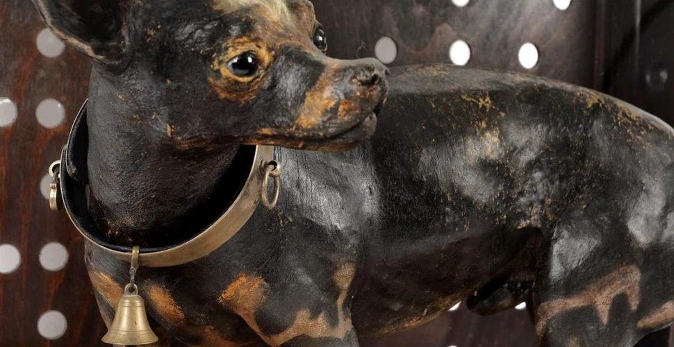 Cum arată câinele împăiat al prințului Ghika, vândut la o licitație Artmark
