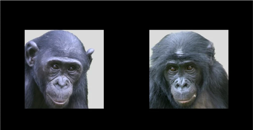 O descoperire arată că oamenii se aseamănă cu maimuțele mai mult decât am fi crezut