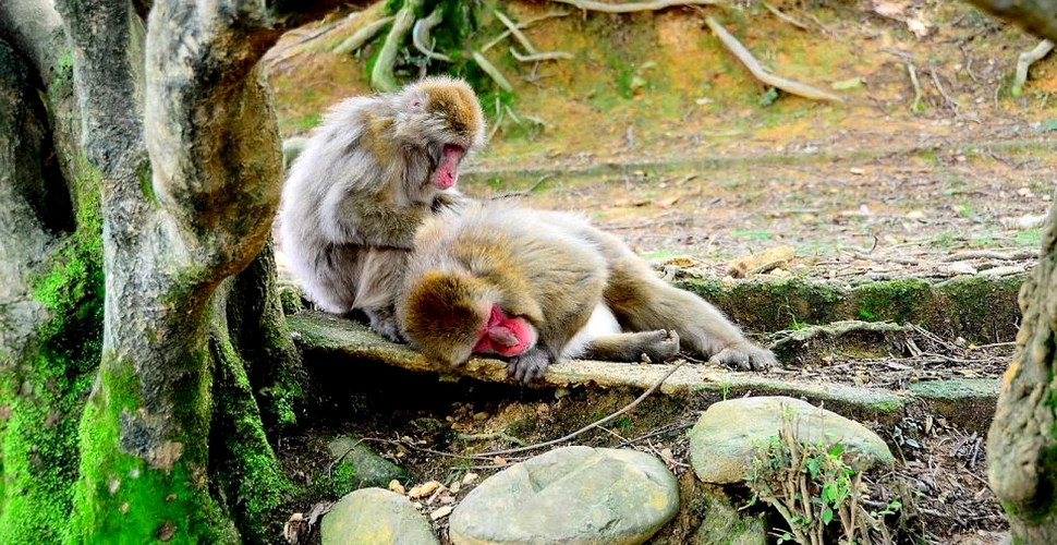 Un nou caz de împerechere între un cerb şi un macac a fost observat în natură. Specialiştii au o explicaţie pentru comportamentul straniu