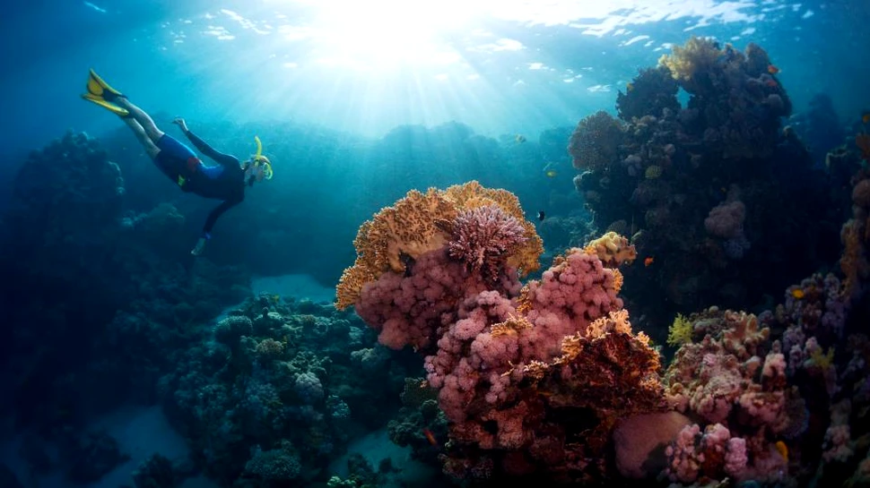 Descoperire de excepţie pe fundul Oceanului Pacific: natura cunoscută de om este mai bogată cu o specie