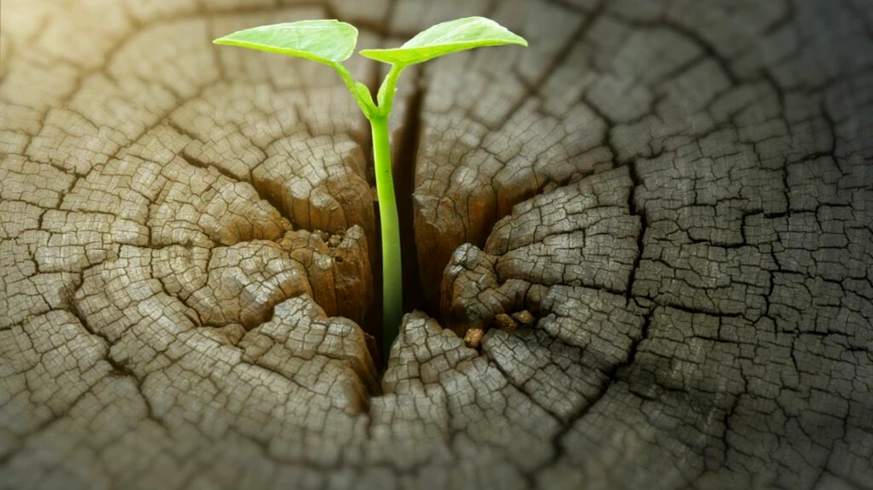 Test de cultură generală. Cum pot unii copaci să trăiască mii de ani?