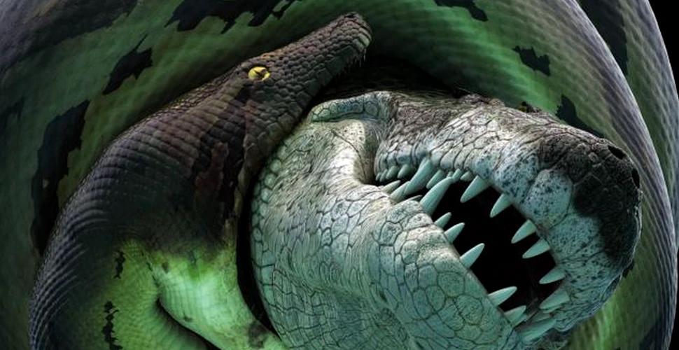 Crocodil gigantic versus şarpe uriaş. Creaturile incredibile care se luptau pentru hrană
