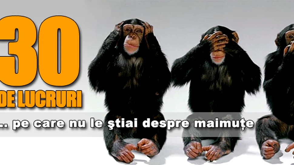 30 de lucruri pe care nu le stiai despre maimute