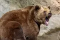 Test de cultură generală. Cât de repede aleargă un urs?