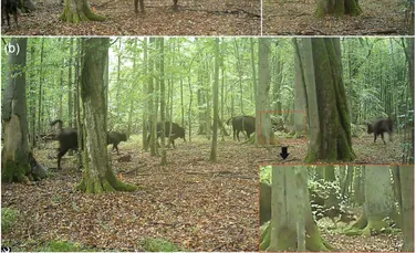 Pentru prima dată, lupii au fost filmați vânând zimbri într-o pădure europeană străveche