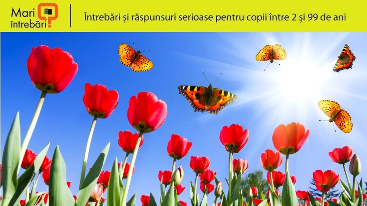 1-fluturi 