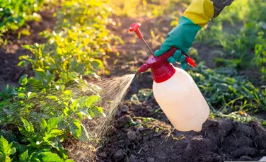 Un pesticid comun, asociat cu anomalii cerebrale extinse la copii