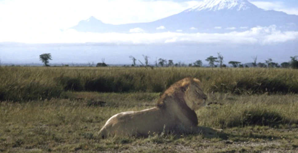 Leii din Kenia, aproape de extinctie