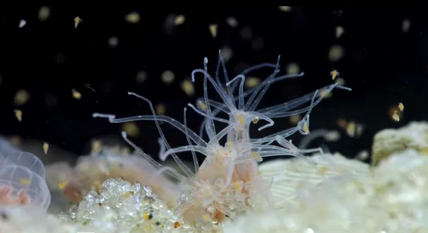 anemonele de mare