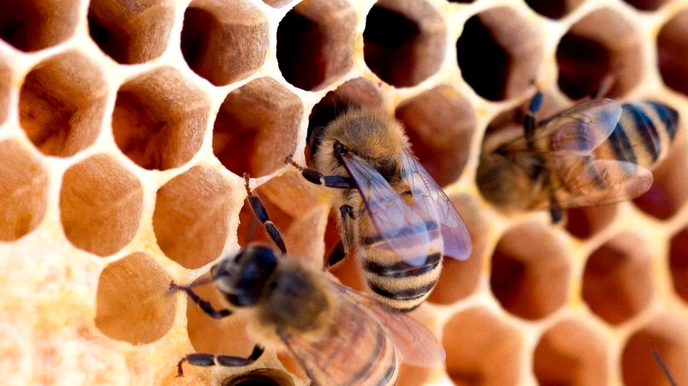 O singură albină din Africa de Sud a creat o armată nemuritoare de milioane de clone