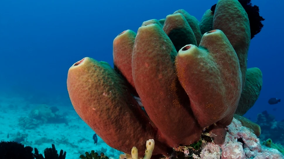 Oamenii trăiesc azi pe Pământ datorită bureţilor, spun oamenii de ştiinţă