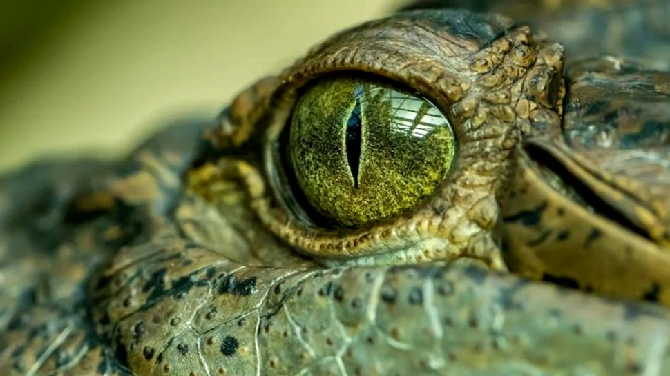 „Regele mlaștinii”, uriașul crocodil care teroriza cândva Australia. Ce au aflat cercetătorii despre această specie