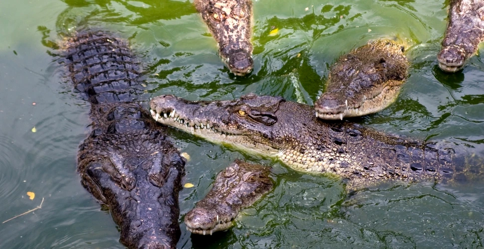 Populaţiile de crocodil din Australia de Vest s-au triplat în ultimele trei decenii