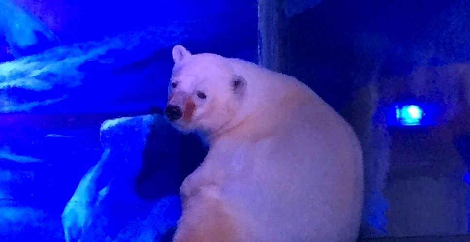 ”Cel mai trist urs polar din lume”, închis într-un mall din China