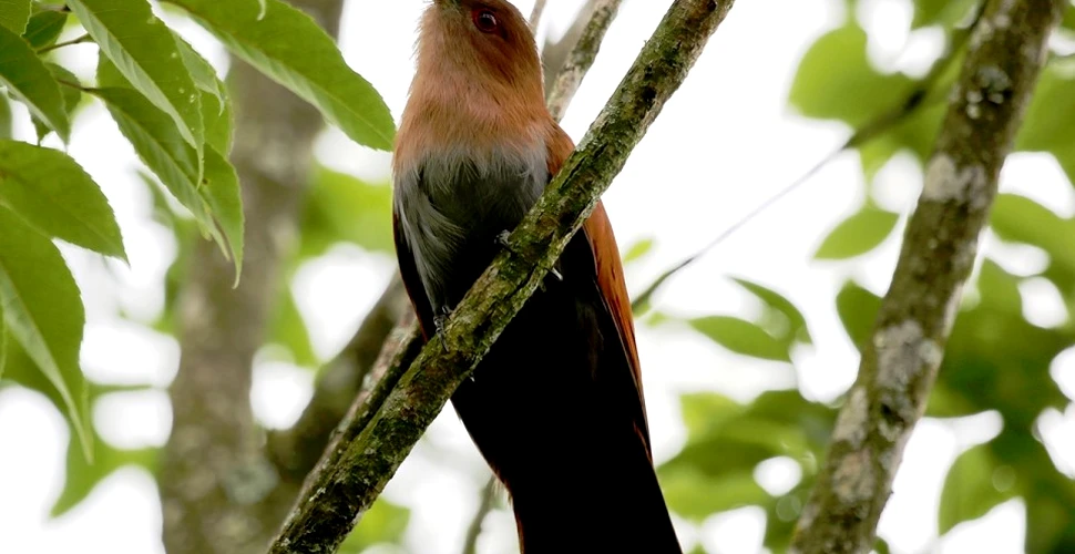 FOTO. Unele păsări ale paradisului au pene extrem de negre, iar motivul îi contrariază pe biologi