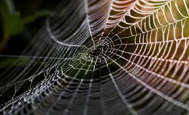 Oamenii de știință au creat mătase cu o glandă de păianjen artificială