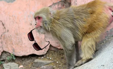 Încă un experiment controversat al chinezilor: savanţii au creat maimuţe cu ”creier de om”
