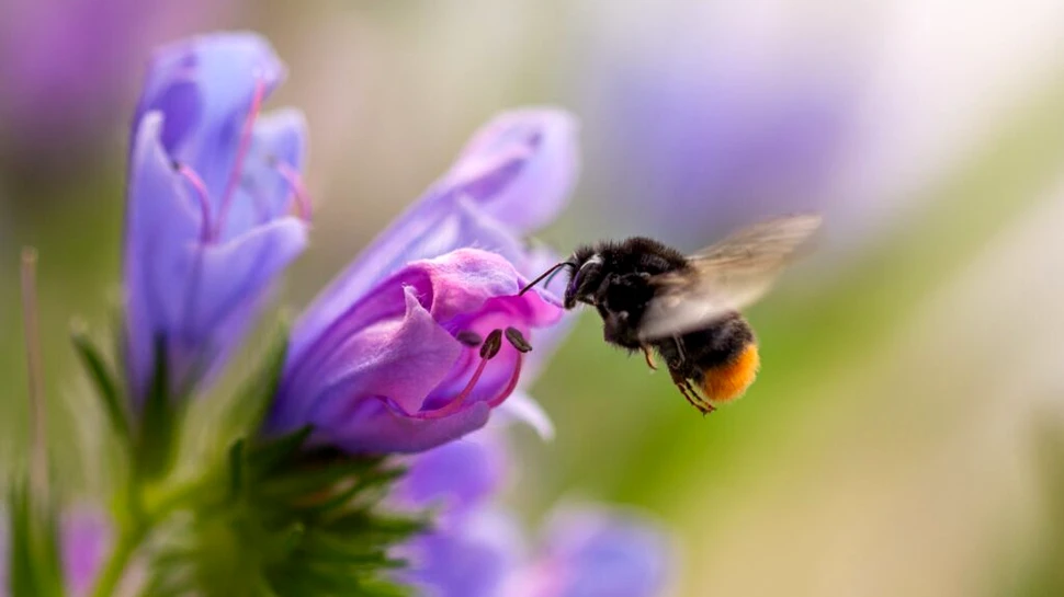 Test de cultură generală. La ce înălțime pot zbura insectele?
