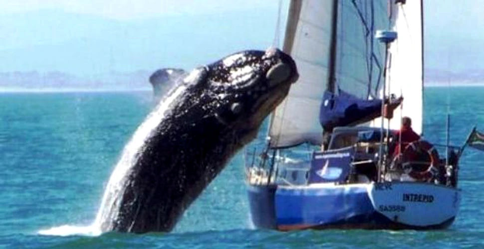 O balena de 40 de tone a intrerupt violent o intalnire romantica (FOTO)