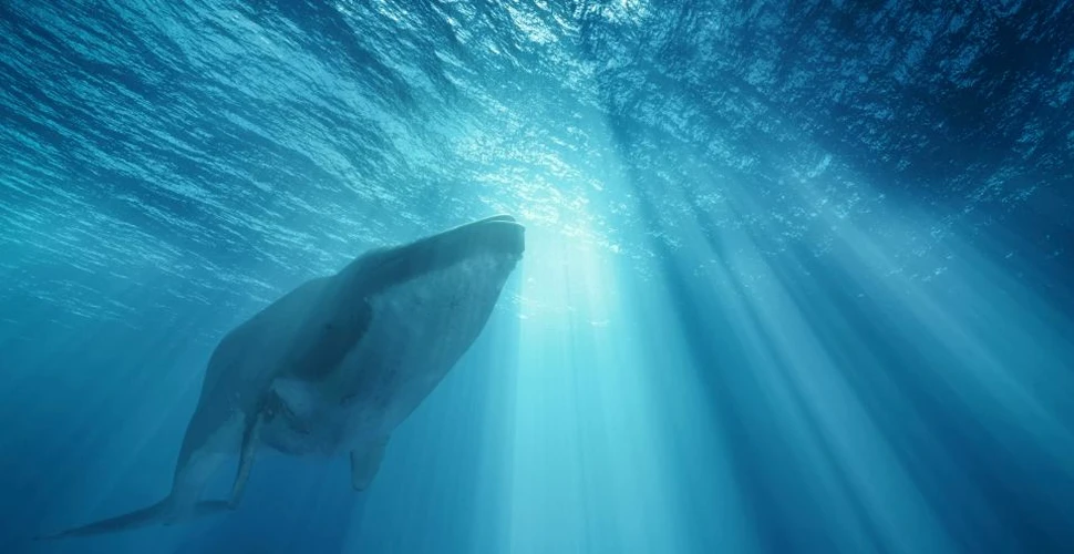 Balenele albastre pot avea un minim de două bătăi de inimă pe minut