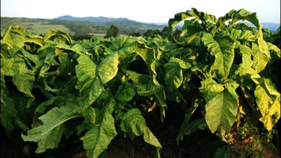 Tutunul, noua arma anti-SIDA