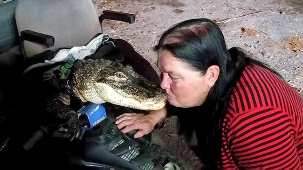 Un ALIGATOR de peste 2 metri este animalul de companie al unei femei. Îl cheamă Rambo şi poartă costume – FOTO+VIDEO