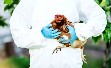 Ar fi nevoie de o singură mutație ca gripa aviară să se transmită între oameni, arată un studiu