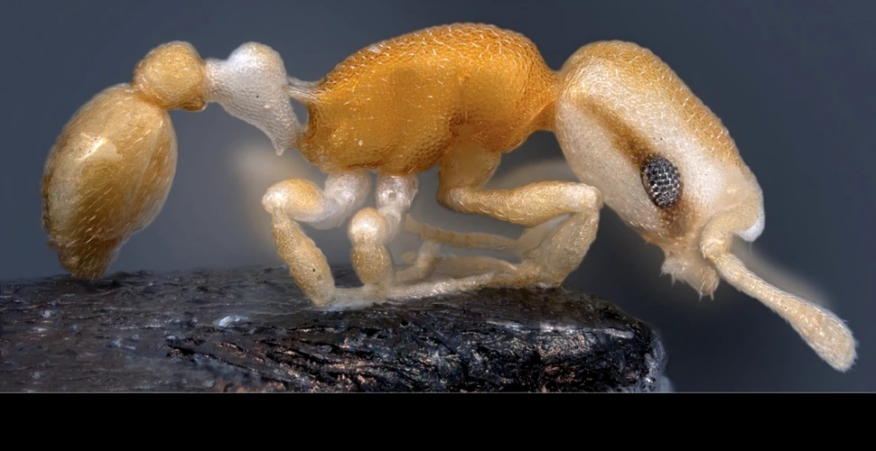 Insecte sau bijuterii? „Furnicile piraţi” îi uimesc pe cercetători (GALERIE FOTO)