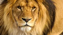 Un super-prădător din Africa stârnește mai multă frică decât „regele junglei”