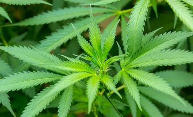Cannabis-ul este inofensiv? Concluziile unui studiu de 20 de ani asupra drogului