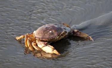 Oceanele au devenit atât de acide încât dizolvă carapacele crabilor