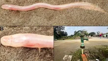 O specie rară a fost descoperită cu ajutorul unui videoclip de pe TikTok