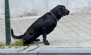De ce nu este o idee bună să nu strângi după câinele tău pe stradă?