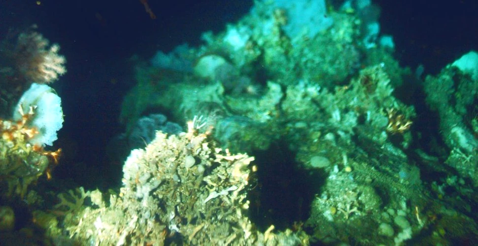 Unde trăiesc coralii? Un recif a fost descoperit întâmplător într-o zonă neaşteptată