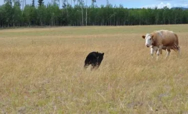 Nici macar un urs nu poate infrunta o vaca furioasa (FOTO)