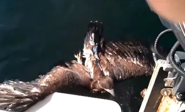 Momentul emoţionant în care un pescar salvează de la înec un vultur (VIDEO)