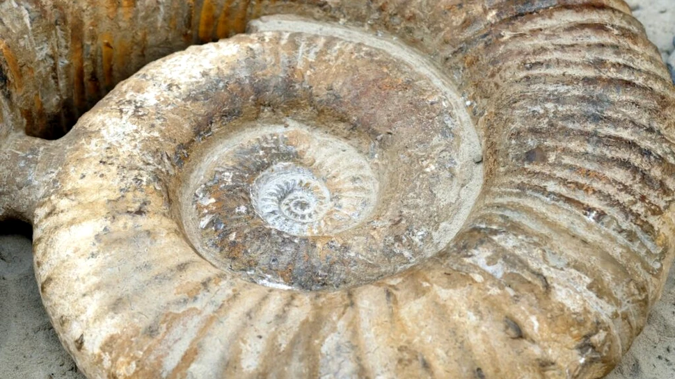 Ce au dezvăluit fosilele din Jurasic despre evoluția omului?