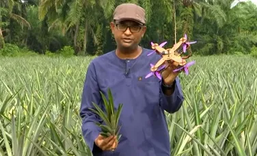 Invenţie surprinzătoare a cercetătorilor din Malaezia. Dronă biodegradabilă, din frunze de ananas