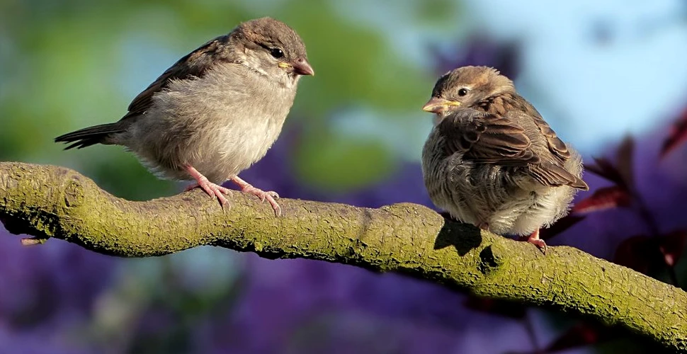 Schimbările climatice afectează păsările din Europa. Ce spun cercetătorii?