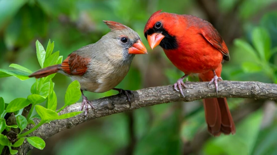 Speciile de păsări se schimbă mai repede în zonele protejate