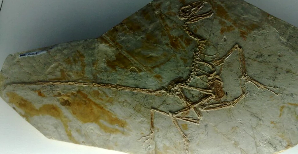 Pene fosilizate rare dezvăluie secretele Cretacicului