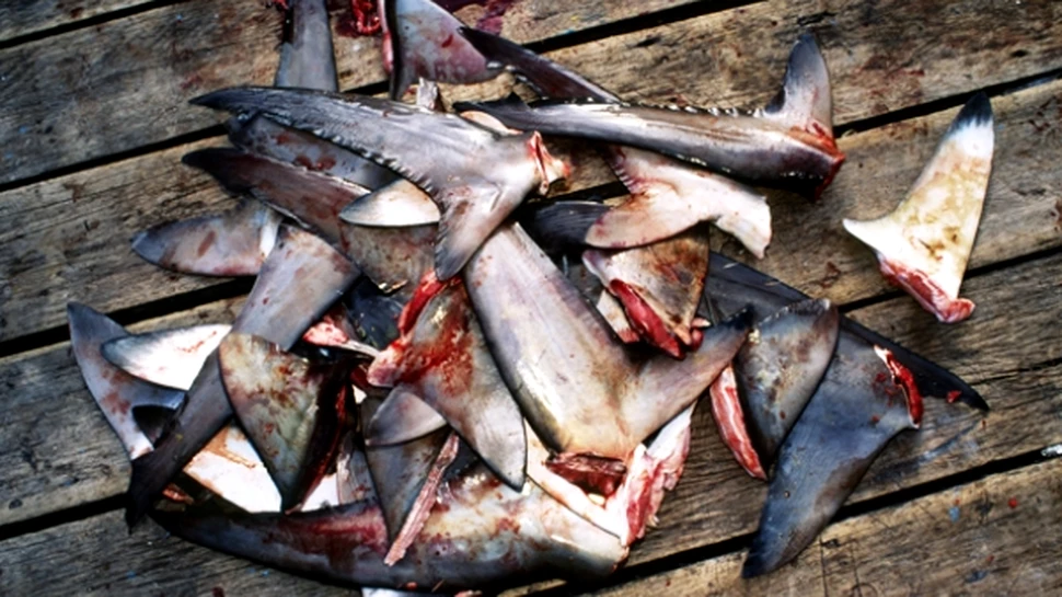 Afacerile cu supa din inotatoare de rechin ameninta supravietuirea speciilor