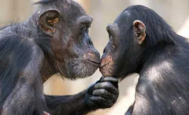 Cimpanezii ofera favoruri sexuale pentru hrana